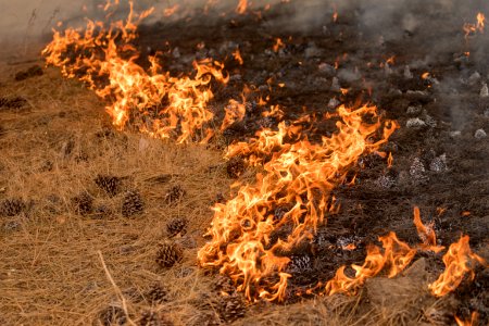 Firefighters conducting burnout operation