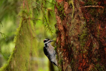 Woodpecker on Cedar-Mt Hood photo
