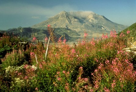 061 Fireweed and MSH resize