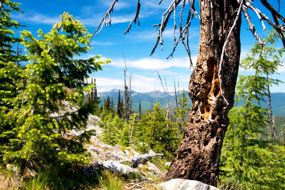 The Pacific Northwest Trail on the north side of Garver Mountain