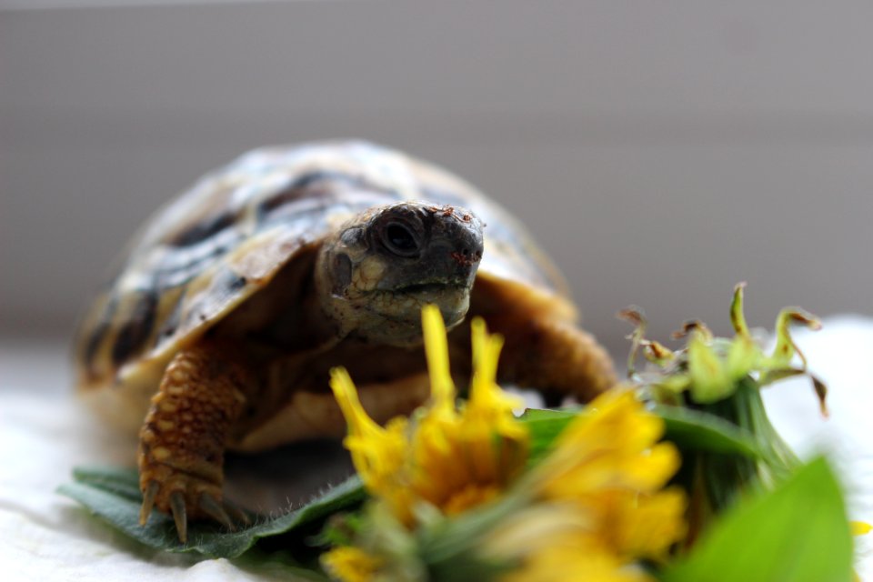 Turtle