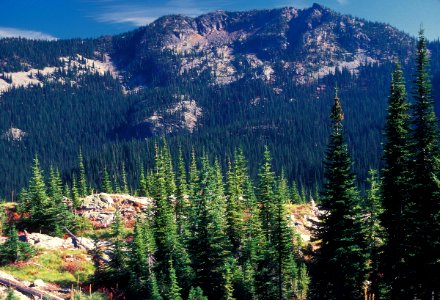 Forest & Mountain Scene-Colville National Forest