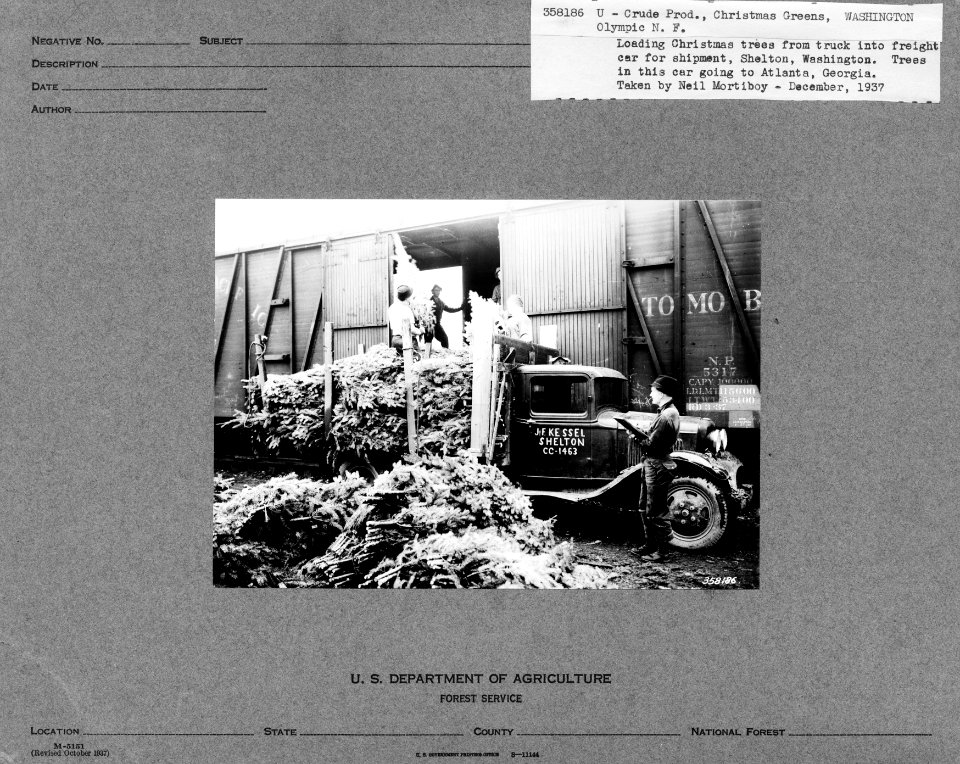 358186 Loading Christmas Trees Bound for Atlanta, Shelton, WA 1937