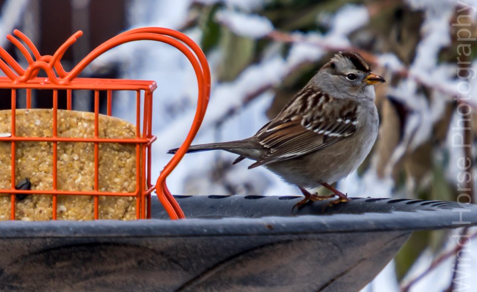 122515 Bird Feeder WH-10
