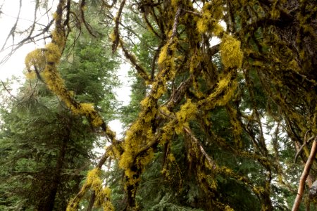 Mossy Covered Branches- Fremont Winema photo