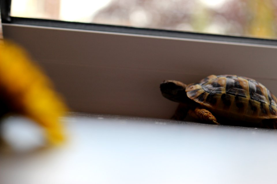 Turtle