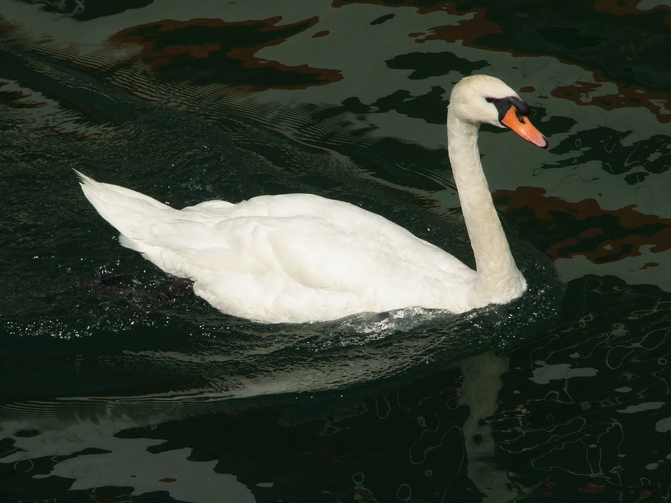Swan lucerne switzerland