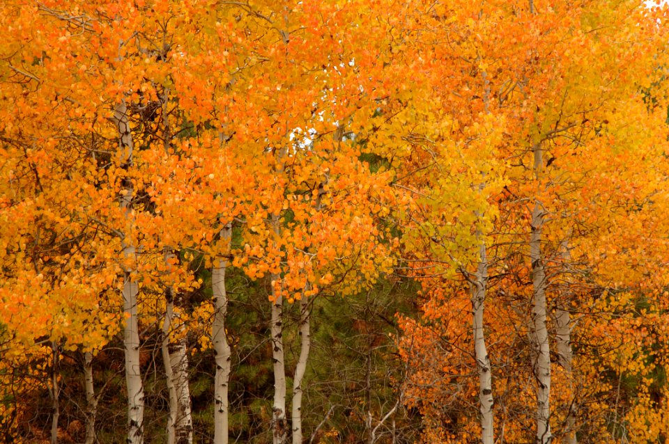 Fremont-Winema NF Fall color at Rocky Point