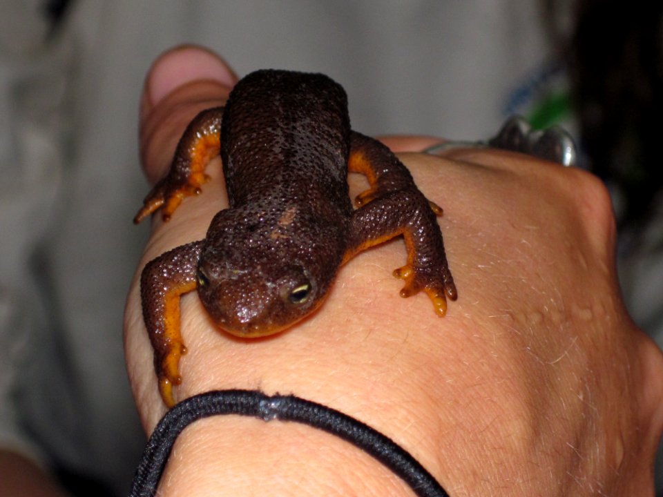 Rough Skinned Newt-Unknown
