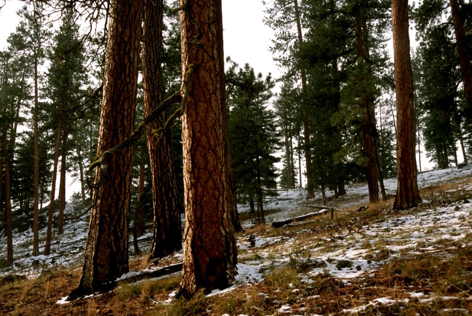 515 prescribed fire effects, Ochoco National Forest
