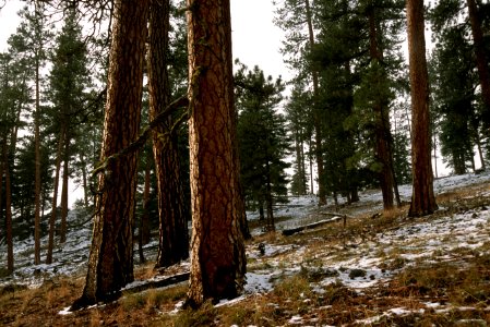 515 prescribed fire effects, Ochoco National Forest