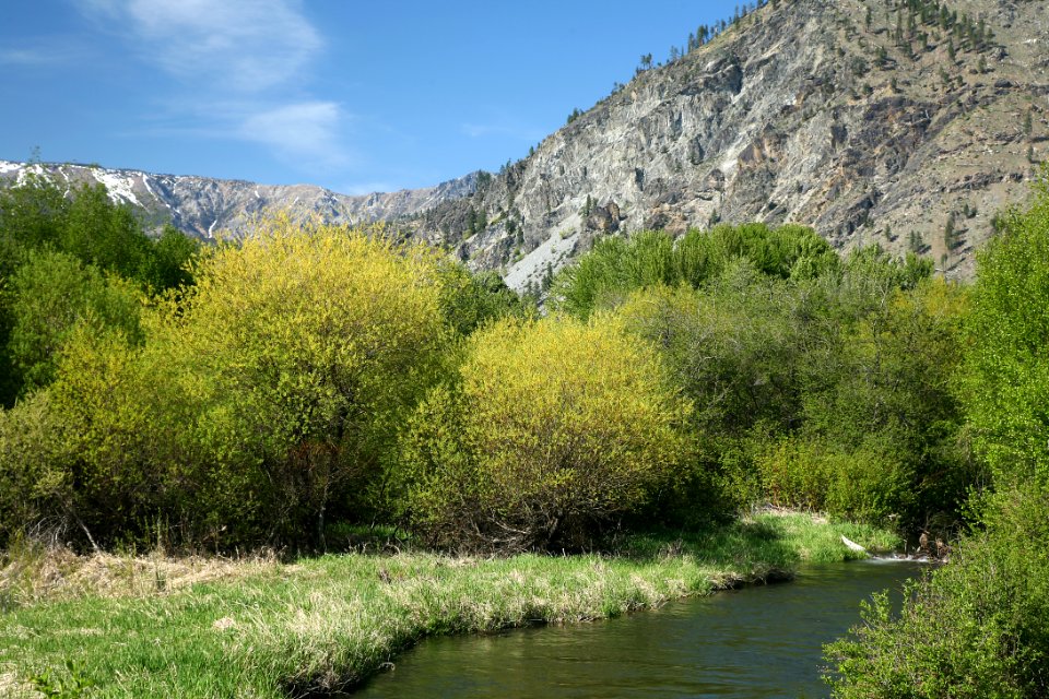 View of Entiat River and Trees, Okanogan Wenatchee National Forest