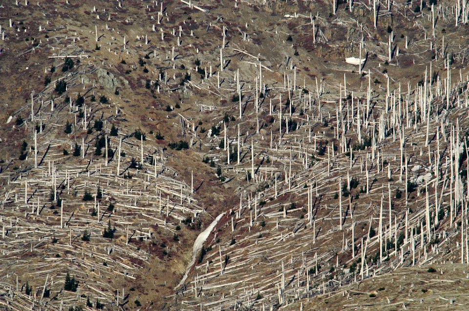 067B stripped trees