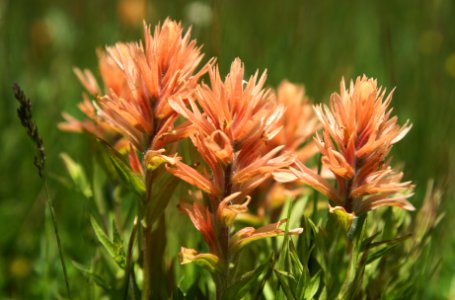 Indian Paint Brush-Columbia River Gorge photo