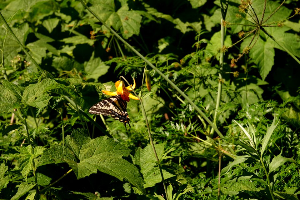 Butterfly along View from Pacific Crest Trail in July 2018 in the Columbia River Gorge, photo courtesy of through-hiker Eva-Maria Mauz.