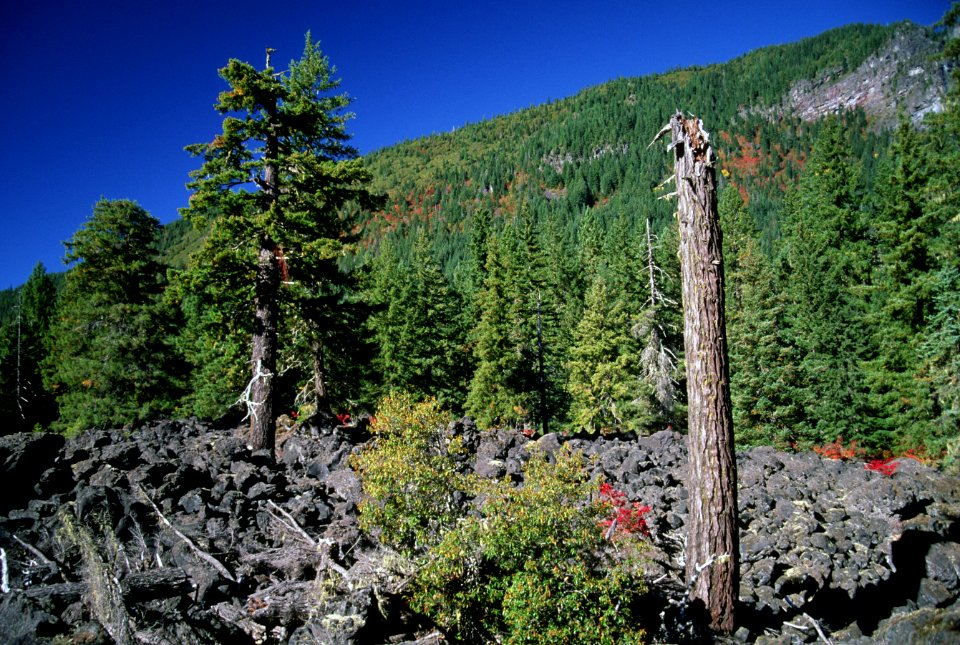 Lava Fields, Willamette National Forest.jpg