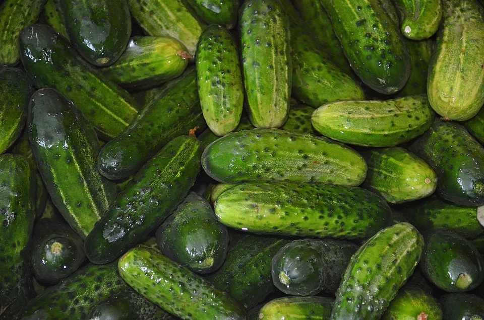 Water ensiling cucumbers green