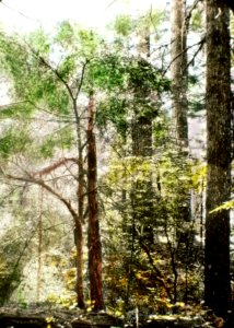 215597 Yew Trees & Douglas-fir, Wind River Valley, WA 1926 photo