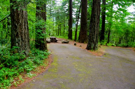 Camping Space at Eagle Creek Overlook-Columbia River Gorge photo
