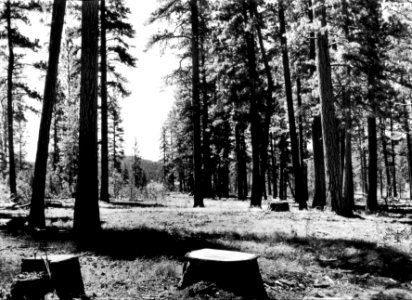 408890 Selective Cutting, Hines Sale, Malheur NF, OR 1941