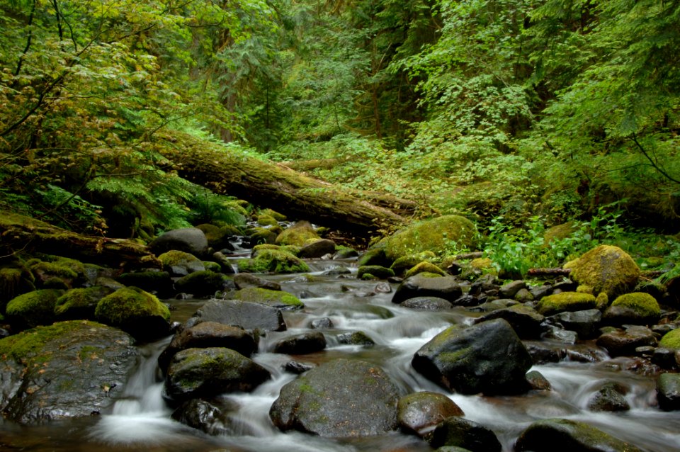 Mack Creek in the HJ Andrews Experimental Forest, Willamette National Forest