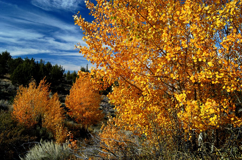 Fall Color on the Grassland-Ochoco