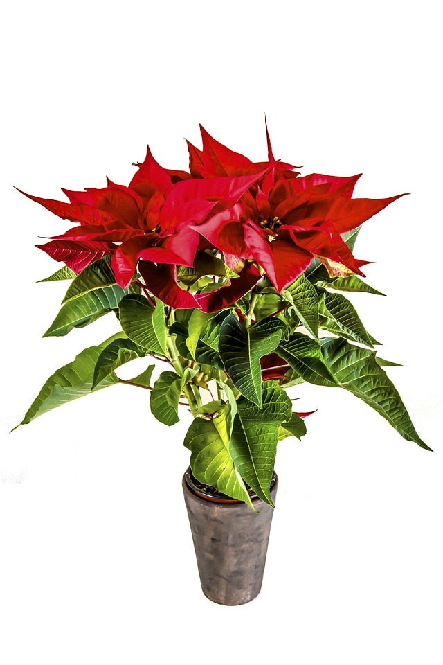 Decoration decorative euphorbia