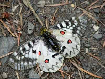 Clodius Parnassian in South Fork Skokomish watershed, Olympic National Forest