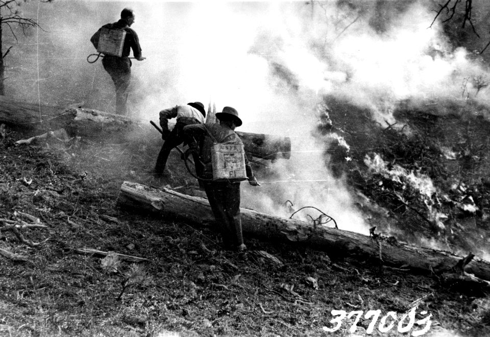 377003 Ranger Trainees Fighting Fire, Harney NF, SD 1937