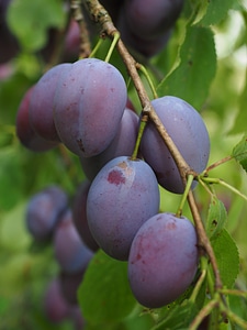 Food healthy violet