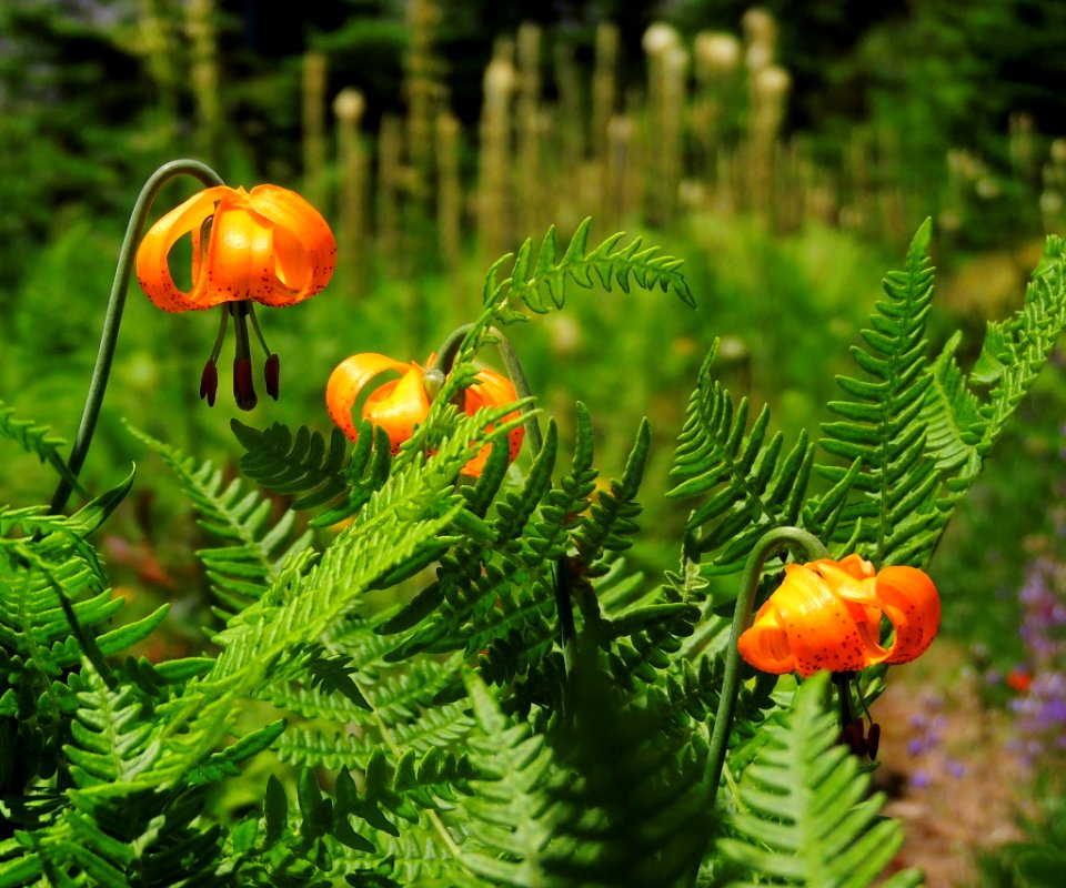 Columbia Lily & Licorice Ferns-Gifford Pinchot