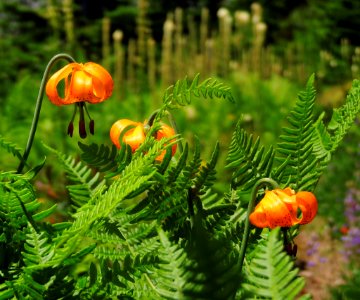 Columbia Lily & Licorice Ferns-Gifford Pinchot photo