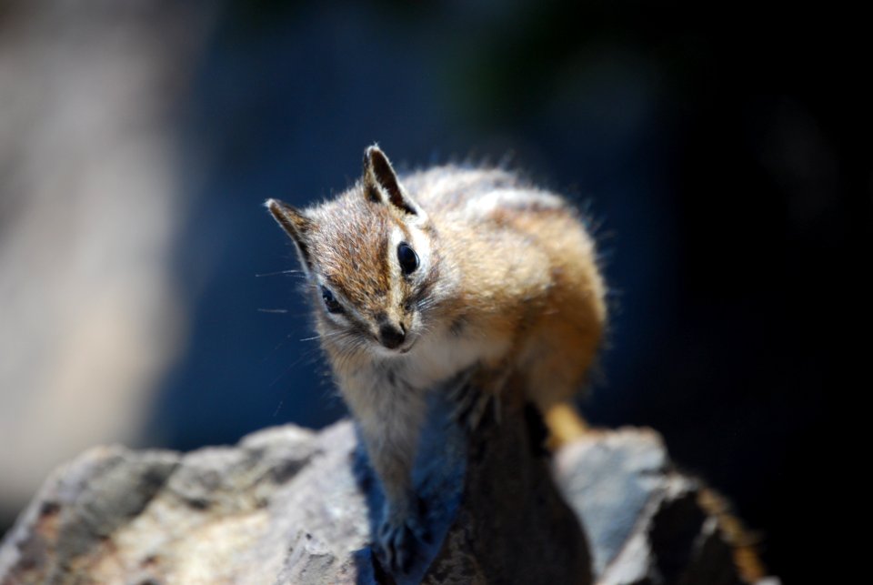 20190611 Olympic Chipmunk at Mt Ellinor. Make sure to pack out all food scraps to keep wildlife wild! Photo by Joel Nowack