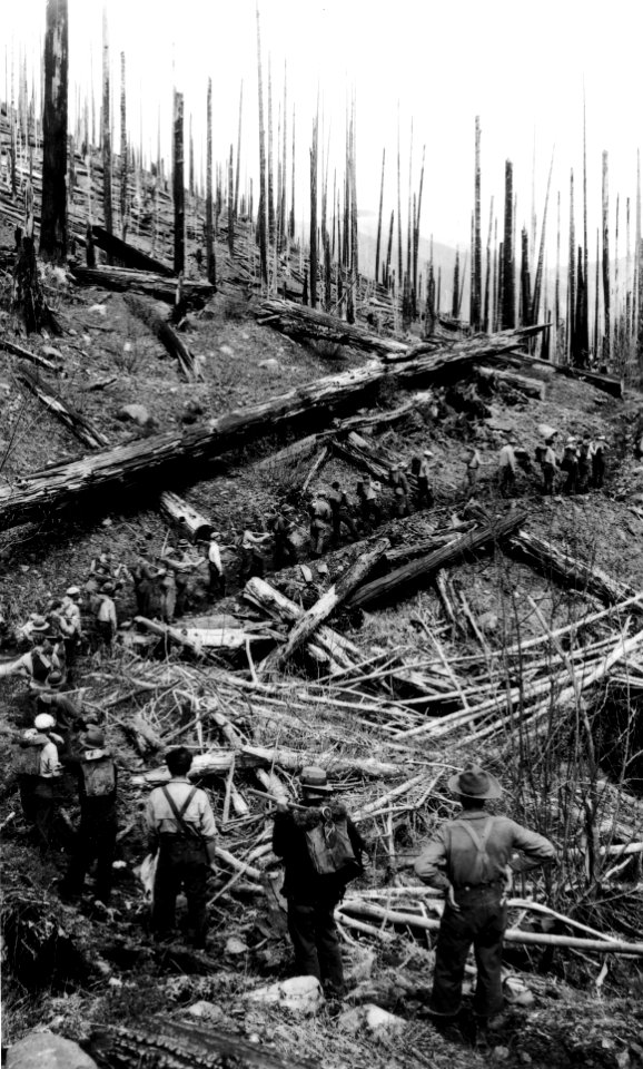 349923 Tree Planting, Burned Area, Columbia NF, WA 1936