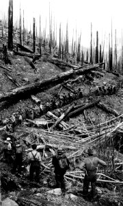 349923 Tree Planting, Burned Area, Columbia NF, WA 1936