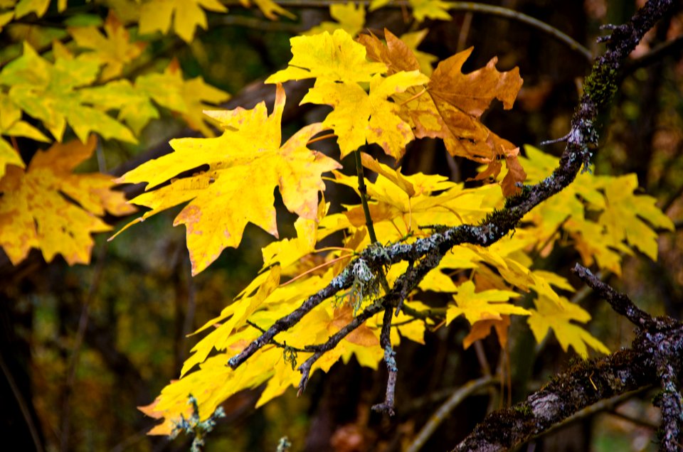 BIGLEAF MAPLE FALL COLOR COLUMBIA RIVER GORGE