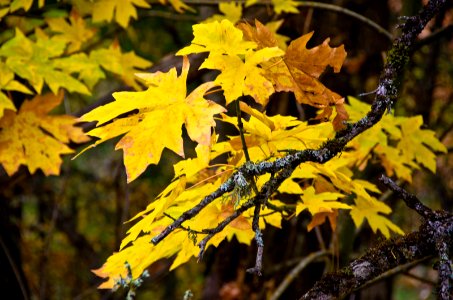 BIGLEAF MAPLE FALL COLOR COLUMBIA RIVER GORGE photo