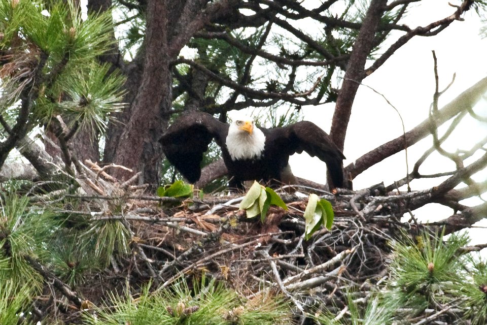Bald Eagle Liftoff-Mt Hood