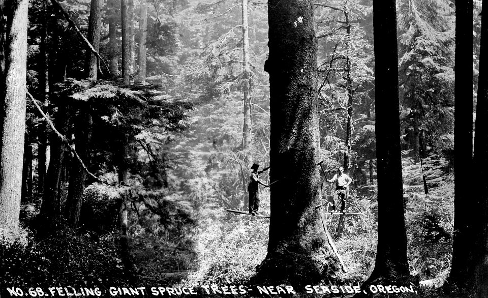 No. 68 Felling Giant Spruce Tree - Near Seaside, Oregon