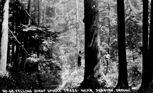 No. 68 Felling Giant Spruce Tree - Near Seaside, Oregon