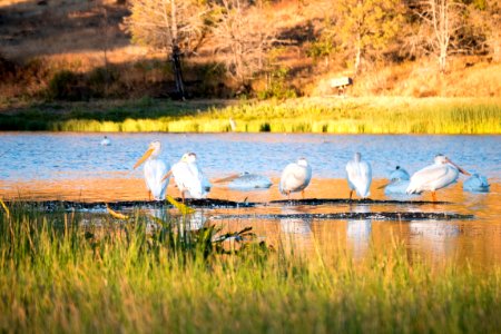 American White Pelicans, Fremont Winema National Forest photo