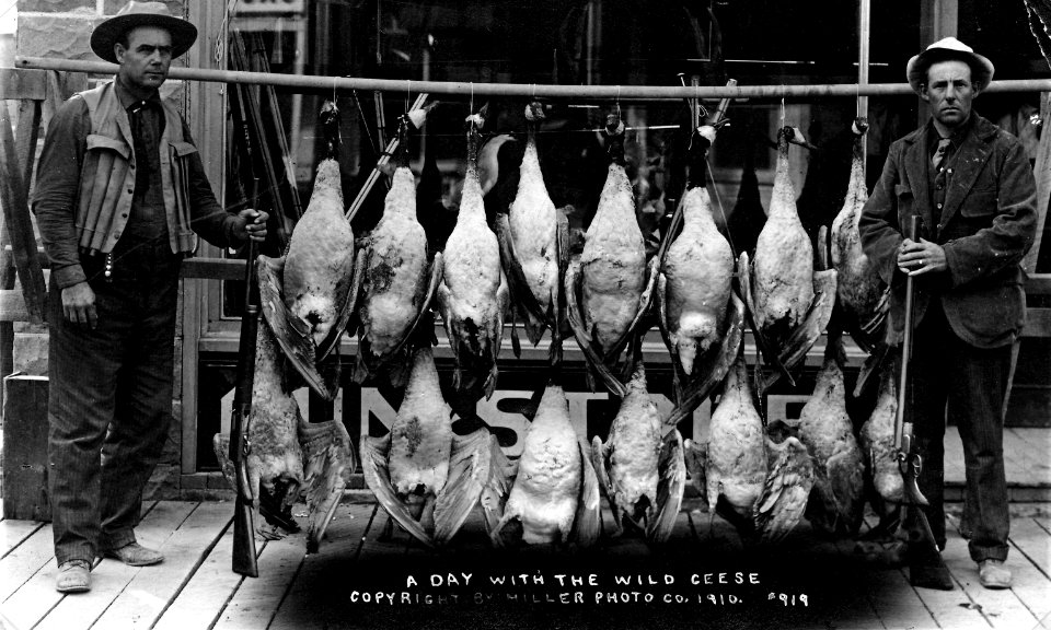 #919 A Good Day with the Wild Geese 1910