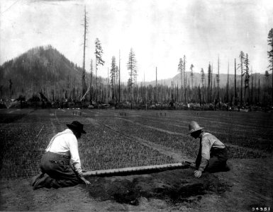 94951 Planting Tree Seedlings, Wa