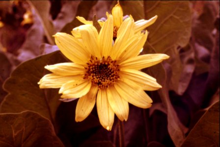 Umpqua NF - Flower on Balm Mtn, OR 1979 photo