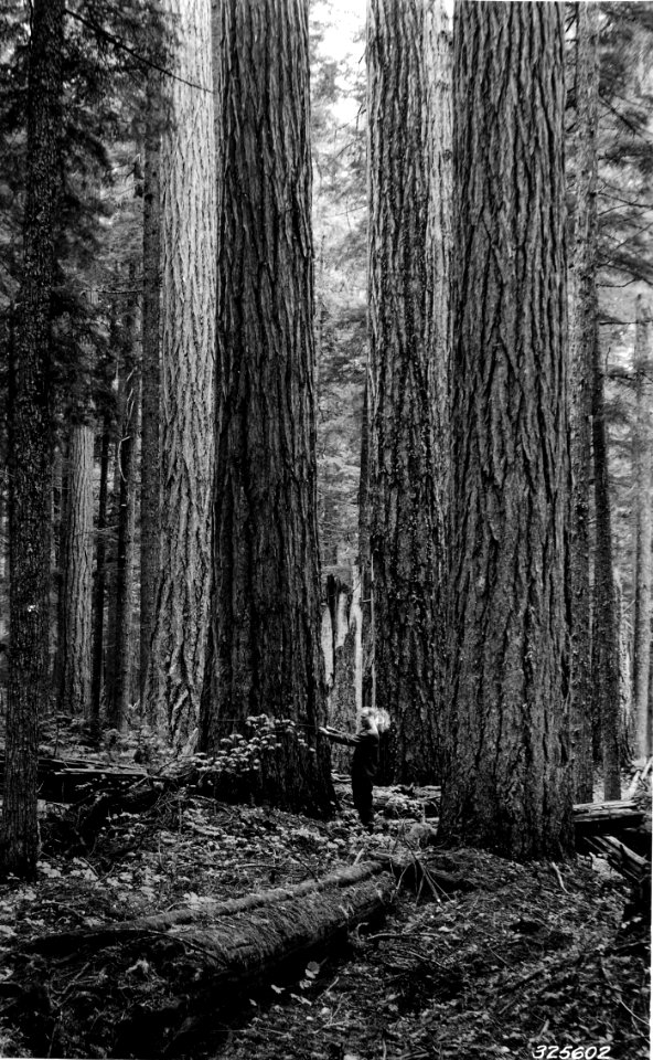 325602 Measuring Douglas-firs
