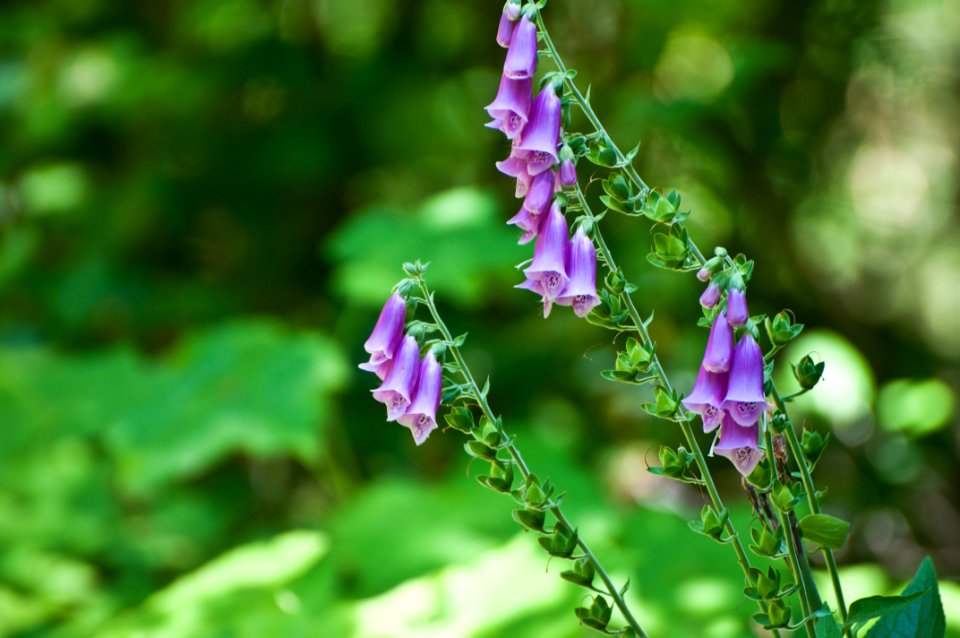 Purple Foxglove-Willamette
