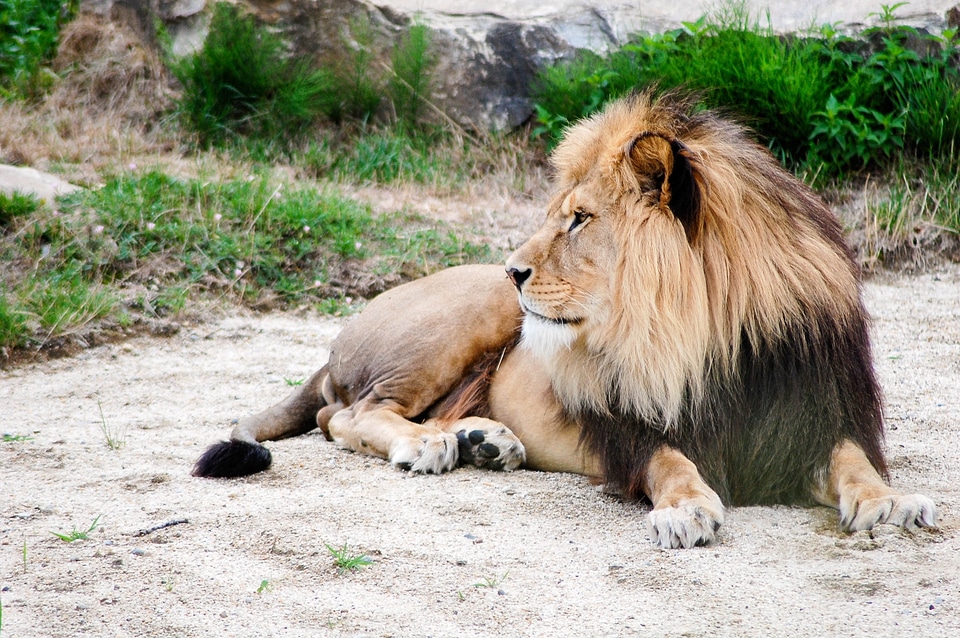 Lying outdoor rest