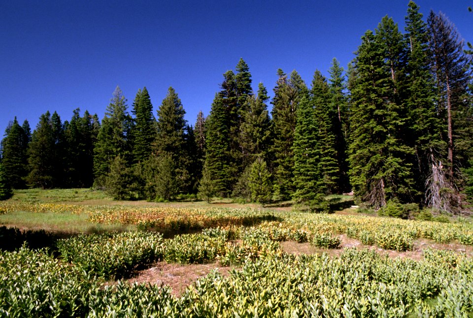 Mill Creek, meadow, Ochoco National Forest.jpg