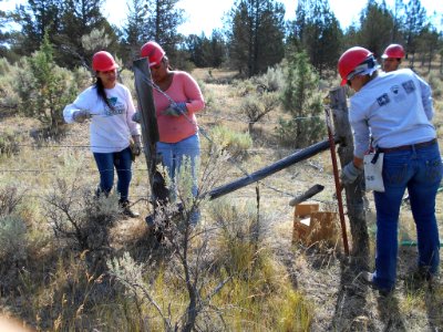 The Warm Springs Youth Conservation Corps Crew repair a fence on the Crooked River National Grassland.