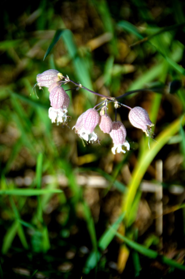 Wildflower Close-Up-Columbia River Gorge
